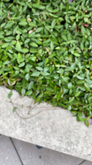 Trachelospermum asiaticum