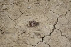 Hipparchia pellucida