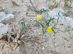 Talinum polygaloides