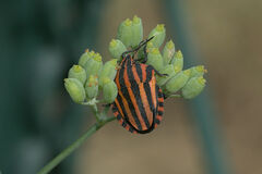 Graphosoma italicum italicum