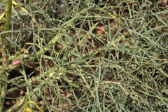 Peucedanum officinale