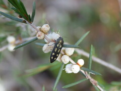 Castiarina crocicolor
