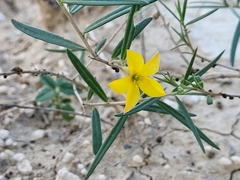 Talinum polygaloides