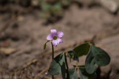 Oxalis drummondii