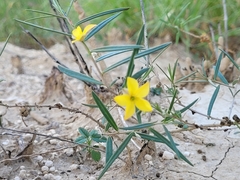 Talinum polygaloides
