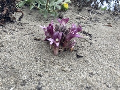 Aphyllon californicum