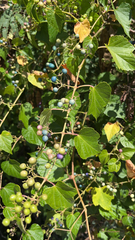 Ampelopsis
