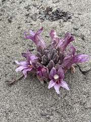 Aphyllon californicum