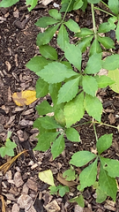 Eleutherococcus sieboldianus