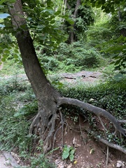 Celtis koraiensis