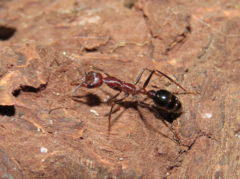 Myrmecia regularis