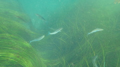 Atheriniformes