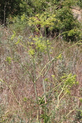 Peucedanum officinale