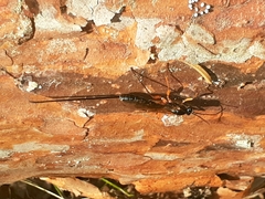 Dolichomitus imperator