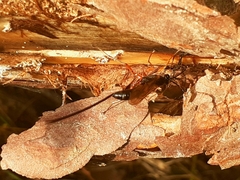 Dolichomitus imperator