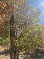 Acacia melanoxylon