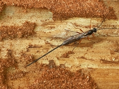 Dolichomitus imperator