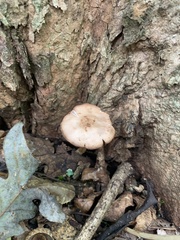 Pluteus cervinus