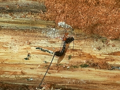 Dolichomitus imperator