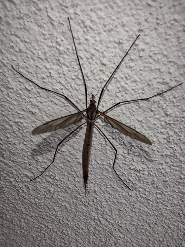 tipuľa bahenná (Tipula paludosa)
