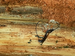 Dolichomitus imperator