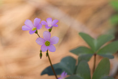 Oxalis drummondii