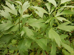 Levisticum officinale