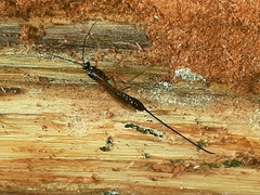 Dolichomitus imperator