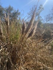 Cortaderia