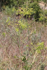 Peucedanum officinale