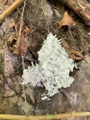 Myelochroa aurulenta