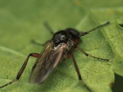 Bibio articulatus
