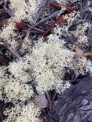 Cladonia portentosa