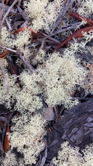 Cladonia portentosa