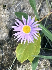 Boltonia montana