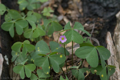 Oxalis drummondii