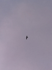 Larus dominicanus dominicanus