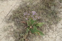 Limonium meyeri
