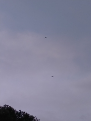 Larus dominicanus dominicanus