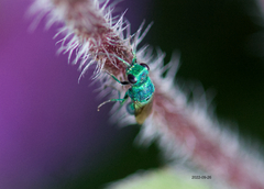 Chrysis ignita