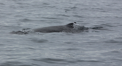 Megaptera novaeangliae australis