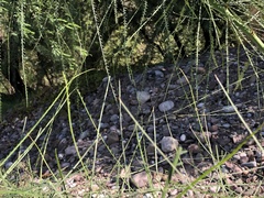 Parkinsonia aculeata