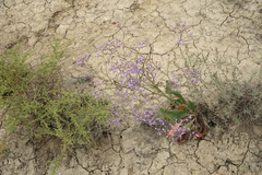 Limonium meyeri