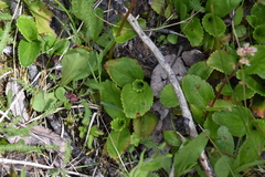 Leptarrhena pyrolifolia