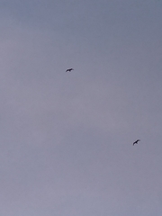 Larus dominicanus dominicanus