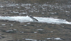 Megaptera novaeangliae australis