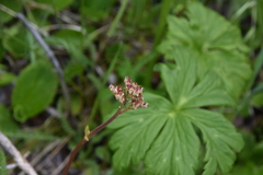 Leptarrhena pyrolifolia