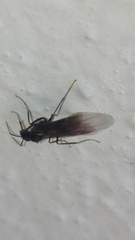Lasius fuliginosus