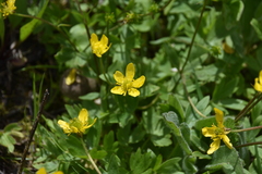 Ranunculus occidentalis occidentalis