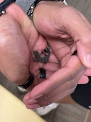 Hemidactylus turcicus